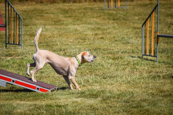 Cane Trave Equilibrio Agilità Splendida Giornata Sulla Gara Agilità Ceca — Foto Stock