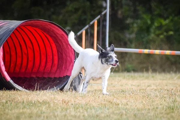 Собака Перепрыгивает Через Препятствия Удивительный День Чешской Ловкости Приват Обучение — стоковое фото