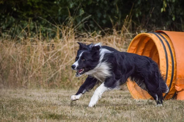 Hond Springt Horden Geweldige Dag Tsjechische Behendigheid Privat Training — Stockfoto