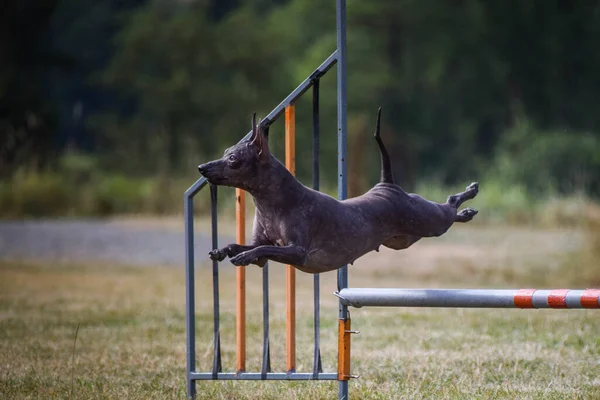 Cane Sta Saltando Gli Ostacoli Incredibile Giornata Sulla Formazione Ceco — Foto Stock