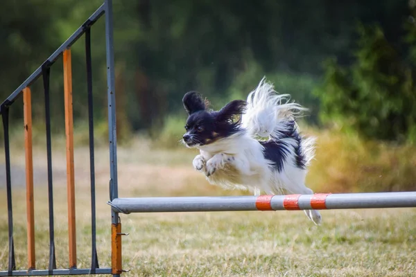狗在跳过跨栏 奇葩敏捷性训练的精彩一天 — 图库照片