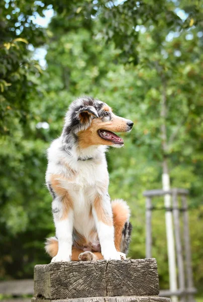 Avustralya Çoban Köpeğinin Yavrusu Doğada Oturuyor Parkın Yaz Doğası — Stok fotoğraf