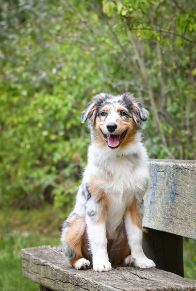 Cachorro Pastor Australiano Está Sentado Naturaleza Naturaleza Verano Parque —  Fotos de Stock