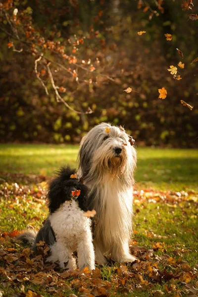 Skäggig Collie Och Pudel Sitter Bladen Finns Naturen Höstfoto — Stockfoto