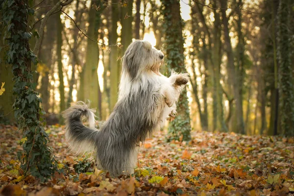Bearded Collie Begging Forest Autumn Portret — Foto Stock