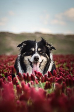 Border Collie, Crimson Clover 'da duruyor. Çok komik bir yüzü var, gülümsüyor.
