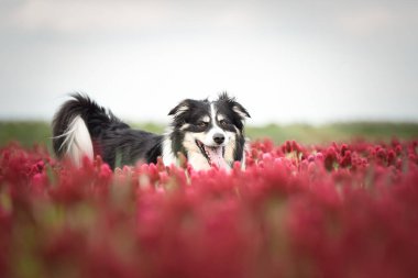 Border Collie, Crimson Clover 'da duruyor. Çok komik bir yüzü var, gülümsüyor.