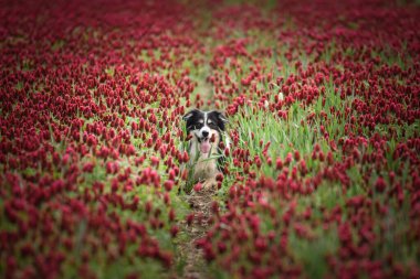 Border Collie, Crimson Clover 'da oturuyor. Çok komik bir yüzü var, gülümsüyor.