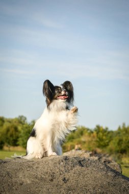 Papillon çimlerin üzerinde oturuyor. Sonbahar portresi..
