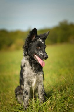 Mudi yavrusu çimlerin üzerinde oturuyor. Çok sevimli ve pofuduk..