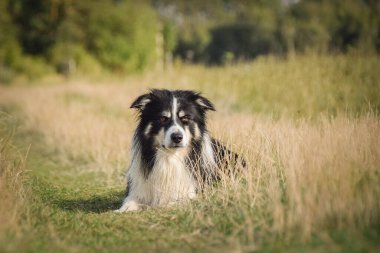 Border collie çimlerin üzerinde yatıyor. O çok çılgın bir köpek..