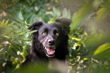 Üç renkli renkteki çoban köpeğinin güz yüzü yaprakların içinde çok tatlı. Çok güzel bir yüzü var..