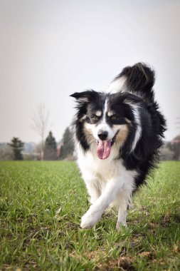 Border collie sahada koşuyor. Dışarıda çok komik..