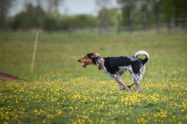 Köpek çimenlerde koşuyor. O çok çılgın bir köpek..