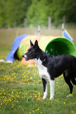 Sınır çobanı çeviklik eğitiminde çimlerin üzerinde duruyor. Ağacın yardımcısı..