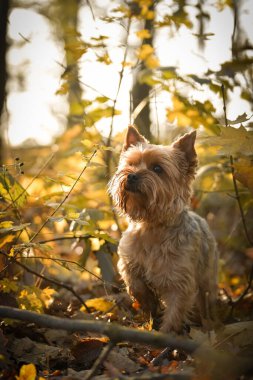 Yorkshire ormanda duruyor. Sonbahar portresi..