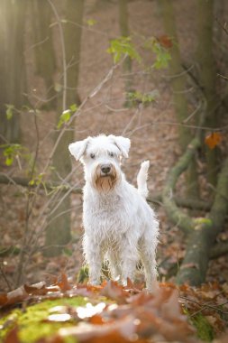 Schnauzer ormanda duruyor. Sonbahar portresi..