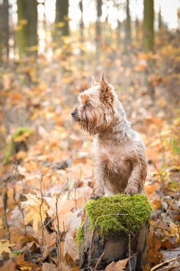 Yorkshire ormanda duruyor. Sonbahar portresi..