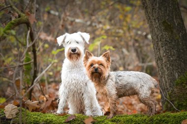 Köpekler ormanda oturuyorlar. Sonbahar portresi..