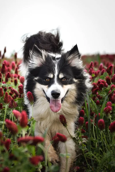 Border Collie Está Correr Com Trevo Carmesim Ele Tem Uma — Fotografia de Stock