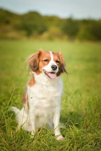 Portrait Dog Kooikerhondje She Nice Dog — Stock Photo, Image