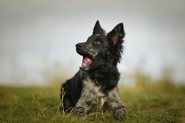 Köpek yavrusunun portresi. Çok tatlı bir köpek..