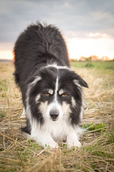 Fronteira Collie Está Indo Campo Natureza Montanha República Checa Ela — Fotografia de Stock