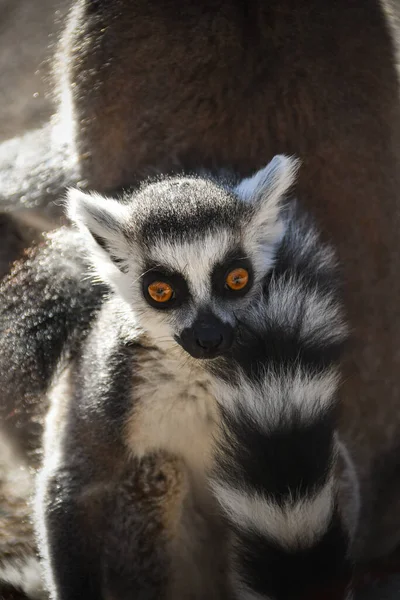 Bebé Lemur Kata Zoológico Está Con Madre Hábitat — Foto de Stock