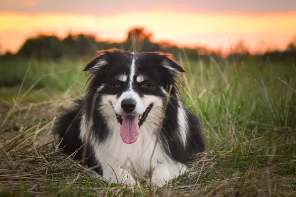 Border collie is lying in the grass. He is so crazy dog on trip.