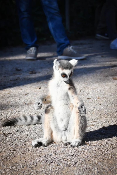 Lemur Kata Sta Mangiando Una Strega Erba Che Trovato Sul — Foto Stock