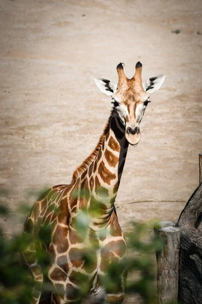 Ангольський Жираф Giraffa Camelopardalis Angolensis Також Відомий Намібійський Жираф Зоопарк — стокове фото