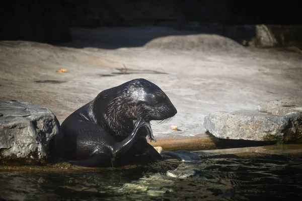 シーライオンは動物園のプールで髪を洗っている ここは彼の生息地だ — ストック写真