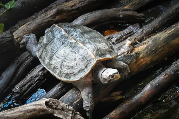 Черепаха Отдыхает Зоопарке Плавает Палочках — стоковое фото