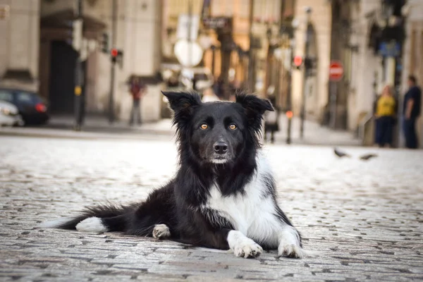 Collie Leży Mostku Był Centrum Pragi Jest Taką Cierpliwą Modelką — Zdjęcie stockowe