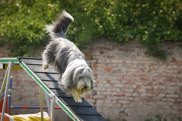 Çeviklik Denge Kirişinde Sakallı Çoban Köpeği Czech Çeviklik Yarışmasında Harika — Stok fotoğraf