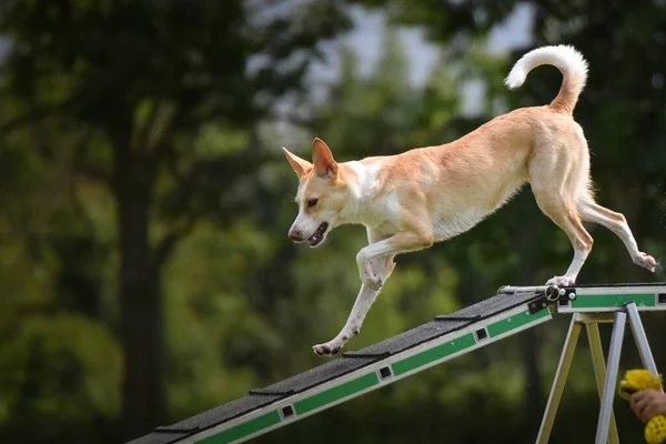 Çeviklik dengesinde bir köpek. Czech çeviklik yarışmasında harika bir gün. Ortanca uzmanlar. Anlamı A2..