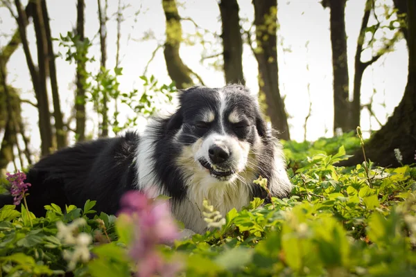ボーダーコリーは森の中の花に横たわっています 彼は旅行中のとてもクレイジー犬です — ストック写真