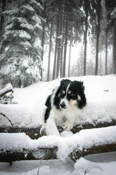 Триколор Колли Лежит Поле Снегу Пушистый Пёс — стоковое фото