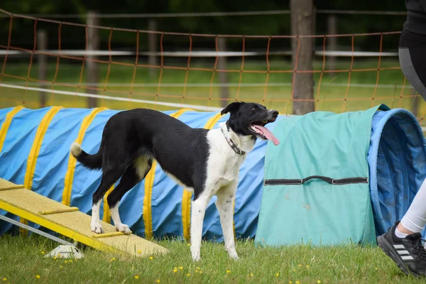 Dog in agility balance beam. Amazing day on Czech agility competition. They are middle expert it means A2.