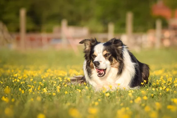 Köpek Çiçeklerin Içindeki Çimlerin Üzerinde Yatıyor Yolculukta Çok Mutlu — Stok fotoğraf