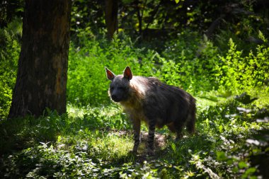 Hyaena brunnea hayvanat bahçesinde duruyor. Uzun saçlı, güzel bir hayvan..