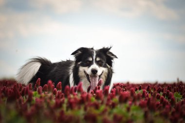 Border Collie, Crimson Clover 'da duruyor. Çok komik bir yüzü var, gülümsüyor.