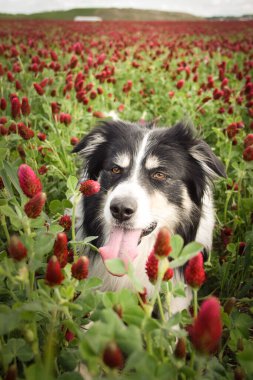 Border Collie, Crimson Clover 'da duruyor. Çok komik bir yüzü var, gülümsüyor.