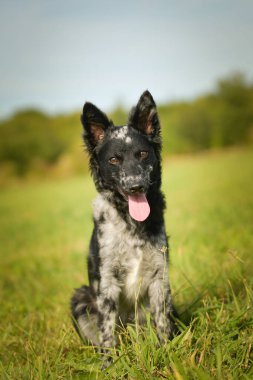 Mudi yavrusu çimlerin üzerinde oturuyor. Çok sevimli ve pofuduk..