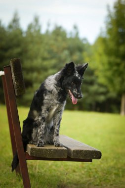 Mudi bankta oturuyor. Köpek Prag 'da şehir merkezinde..