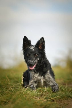 Mudi yavrusu çimlerin üzerinde oturuyor. Çok sevimli ve pofuduk..