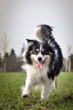 Border collie sahada koşuyor. Dışarıda çok komik..