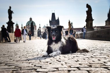 Border collie köprüde yatıyor. Prag 'ın merkezindeydi. Çok sabırlı bir model..