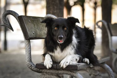 Sınır çobanı bankta yatıyor. Köpek Prag 'da şehir merkezinde..