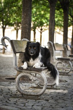 Sınır çobanı bankta yatıyor. Köpek Prag 'da şehir merkezinde..
